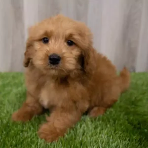 Mini Goldendoodle